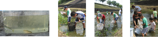写真：水無瀬川の川しらべで採取した魚の写真（左）、親子で川しらべを行う様子の写真3枚