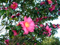 サザンカの花が咲いている様子