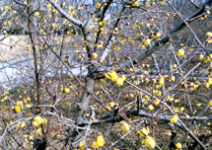 ロウバイの花が咲いている様子