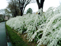 道路の脇に植えられたユキヤナギ並木の写真