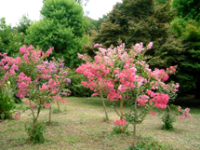 鮮やかな花を咲かせたサルスベリの写真