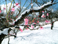 雪が積もっている中で咲いているウメの花の様子