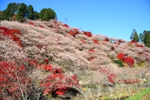 写真：川見四季桜の里