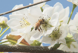 写真：梨のミツバチ受粉始まる