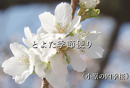 写真：小原の四季桜