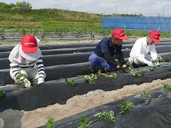 写真　環境農学科サツマイモ苗植え付け