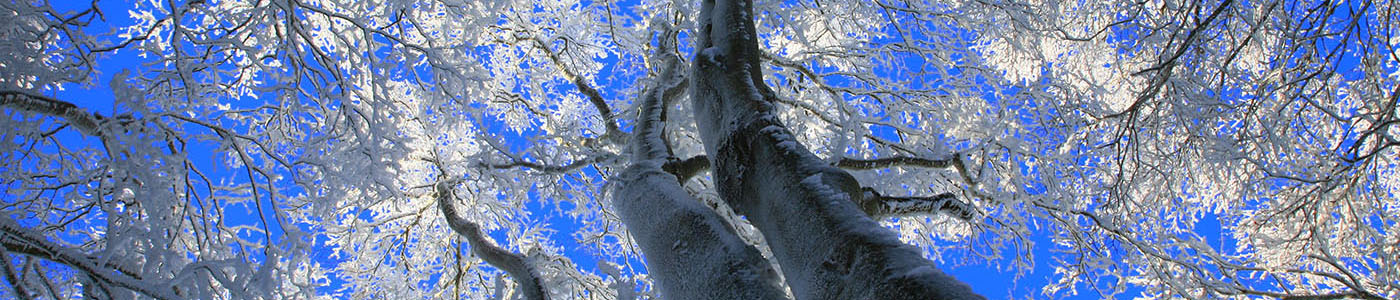 樹氷の舞