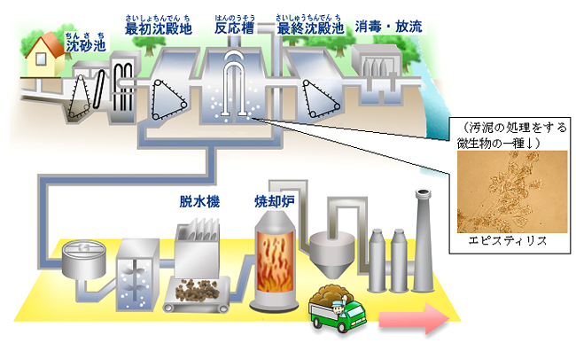 沈砂池、最初沈殿池、反応槽（汚泥の処理をする微生物の一種　エピスティリス）、最終沈殿池、消毒・放流、脱水機、焼却炉