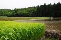 写真：農山村の田園風景