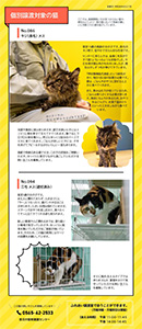 個別譲渡猫紹介画像