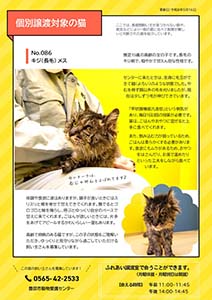 個別譲渡猫の紹介画像