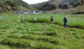 耕作放棄地の草刈作業