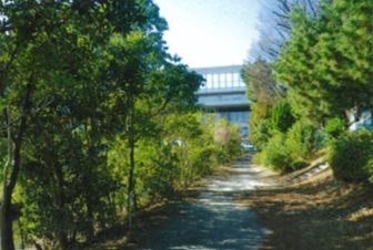 遊歩道の樹木の間引き 着手前の様子