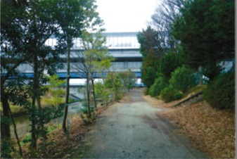 遊歩道の樹木の間引き 完了の様子