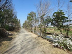 遊歩道上にかかる枝を剪定