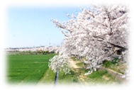 高美町桜並木