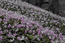 写真:香嵐渓かたくりの花1