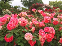 バラ園で咲いているバラの様子　写真