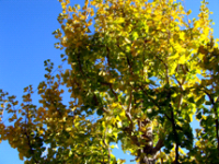 黄色く色づいたイチョウの木の写真