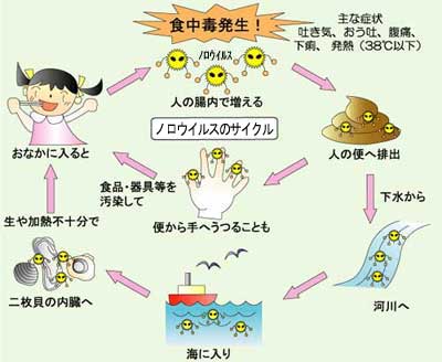 画像：ノロウイルスのサイクル