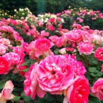 写真：西山公園のバラ