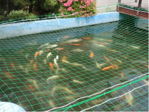 写真：監視池を魚が泳ぐ様子