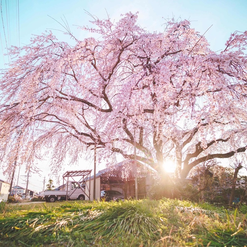 写真：豊田市内で撮影された桜の木