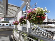 写真：豊田市駅周辺のフラワーロード