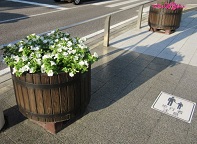 写真：停車場線（参合館前歩道）のフラワーロード