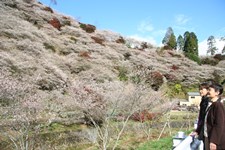 写真　川見四季桜を見る観光客