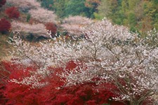 写真　四季桜アップ