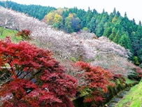 画像:小原ふれあい公園