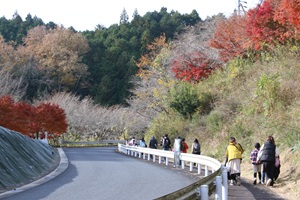 写真:四季桜のなかを歩く参加者