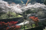 写真：四季桜