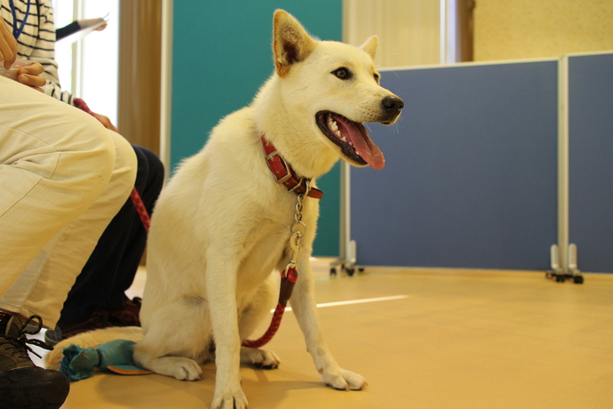 写真　譲渡された犬