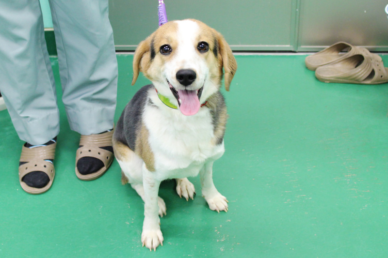 写真　犬