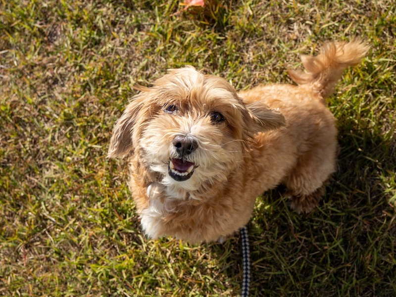 写真　譲渡された犬