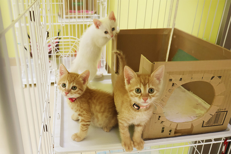 写真　譲渡された猫