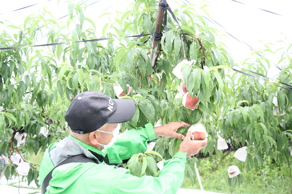 写真：桃を収穫する様子