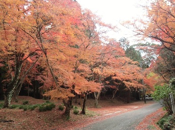 大悲殿の紅葉