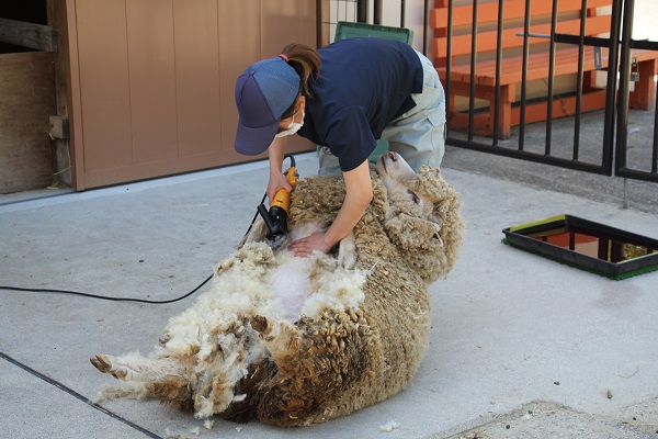 写真：飼育員がヒツジの毛を刈る様子