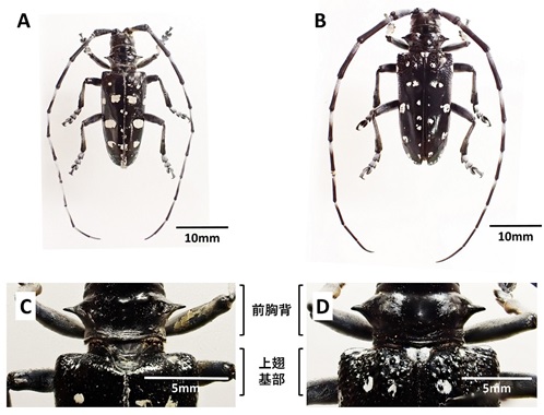 ゴマダラカミキリ（在来種）との比較画像