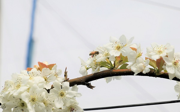 写真：ミツバチによる受粉作業の様子