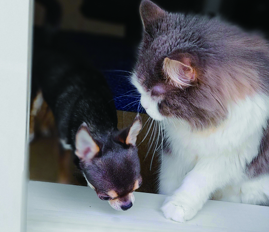 犬と猫