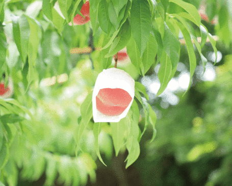 収穫時期を迎えた桃