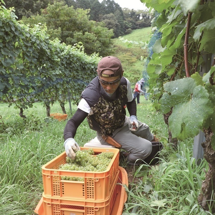 ブドウの収穫をする須崎大介さん