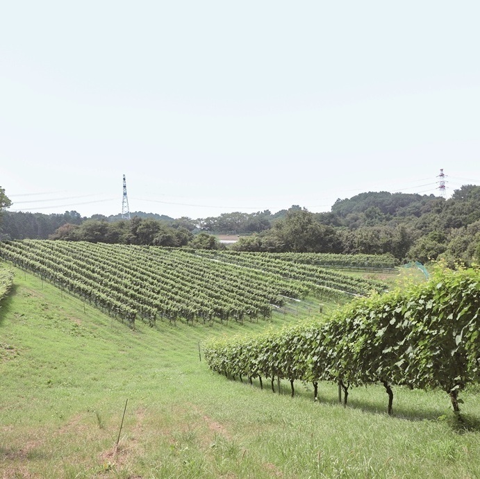 勘八町にあるブドウ畑