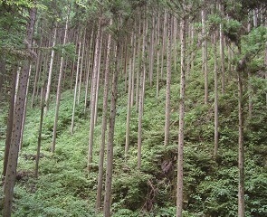 間伐後