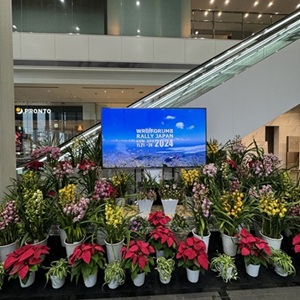 シンビジウム及び鉢花・観葉植物の展示01