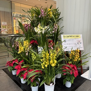 シンビジウム及び鉢花・観葉植物の展示02